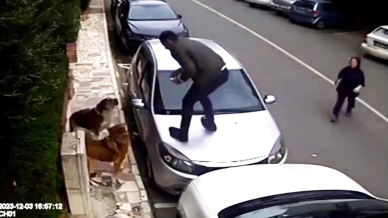 Karanlıkta köpekler saldırdı, otomobilin üzerine çıkarak kurtuldu
