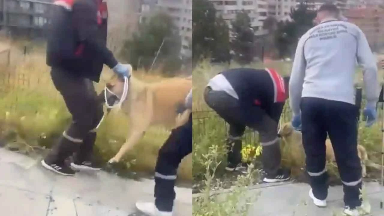 Ankara'da köpek saldırısı sonrası ekipler toplamaya başladı hayvanseverler çıldırdı