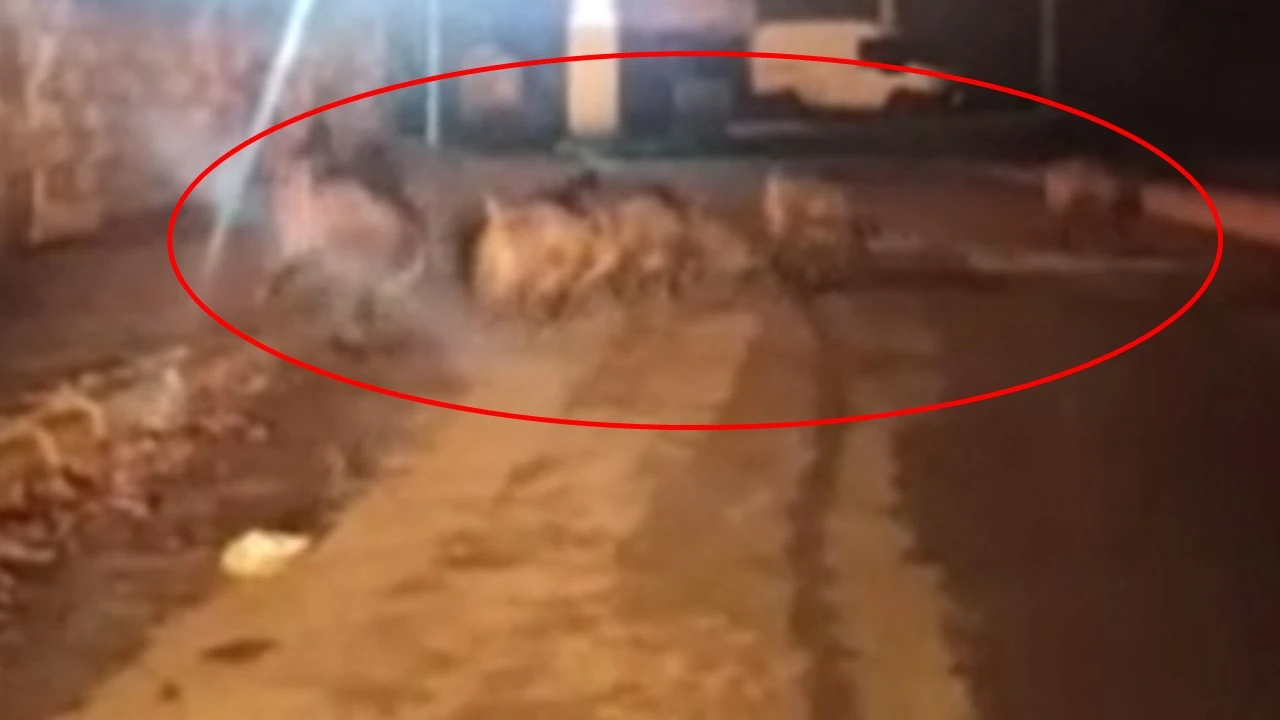 Çevre sakinlerini korkuttu! Aç kalan 7 domuz şehre indi