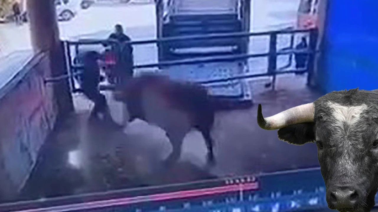 Kızgın boğa hayattan kopardı, o anlar kameraya yansıdı