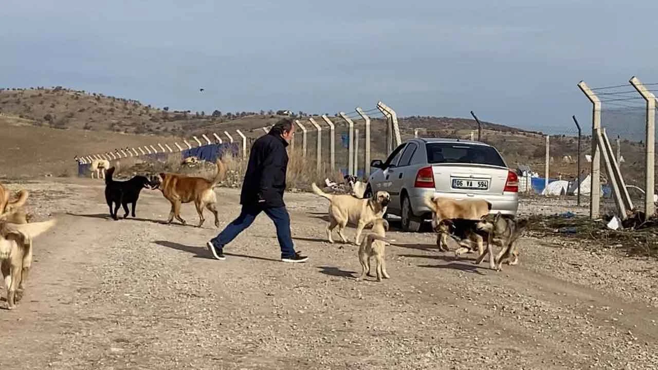 Ankara'daki köpek sorununun boyutu havadan görüntülendi: Toplayıp geri bırakıyorlar