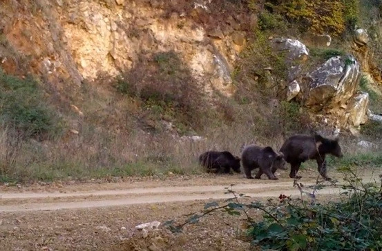Dikkat ormanda bebek var! Fotokapan hepsini yakaladı: Engelli anne iki yavruyu da büyütmüş