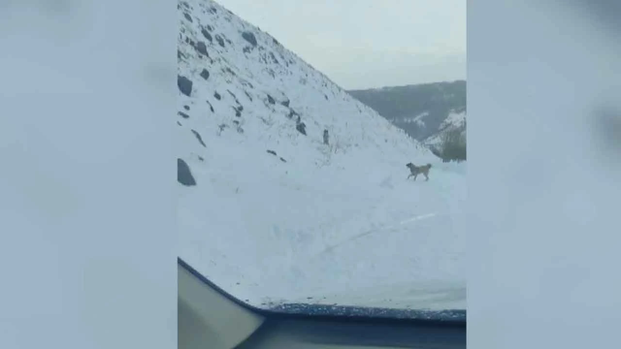 Aç kalan kurtlar köpeğe saldırdı! O anları telefon kamerasıyla kaydetti