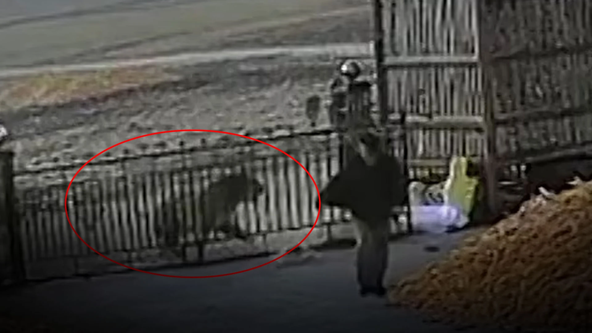 Kaplanla tehlikeli yakınlaşma! Firari hayvan kapıyı kırdı, canını zor kurtardı