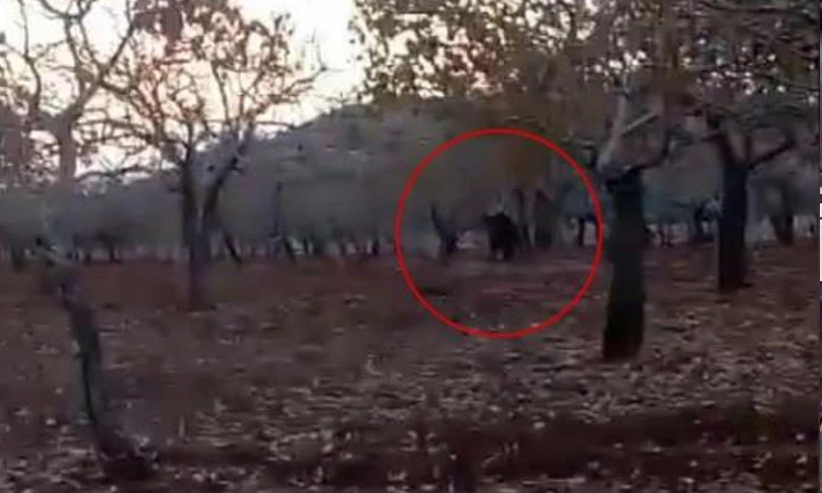 Domuzu kovalama şekli izleyenleri güldürdü