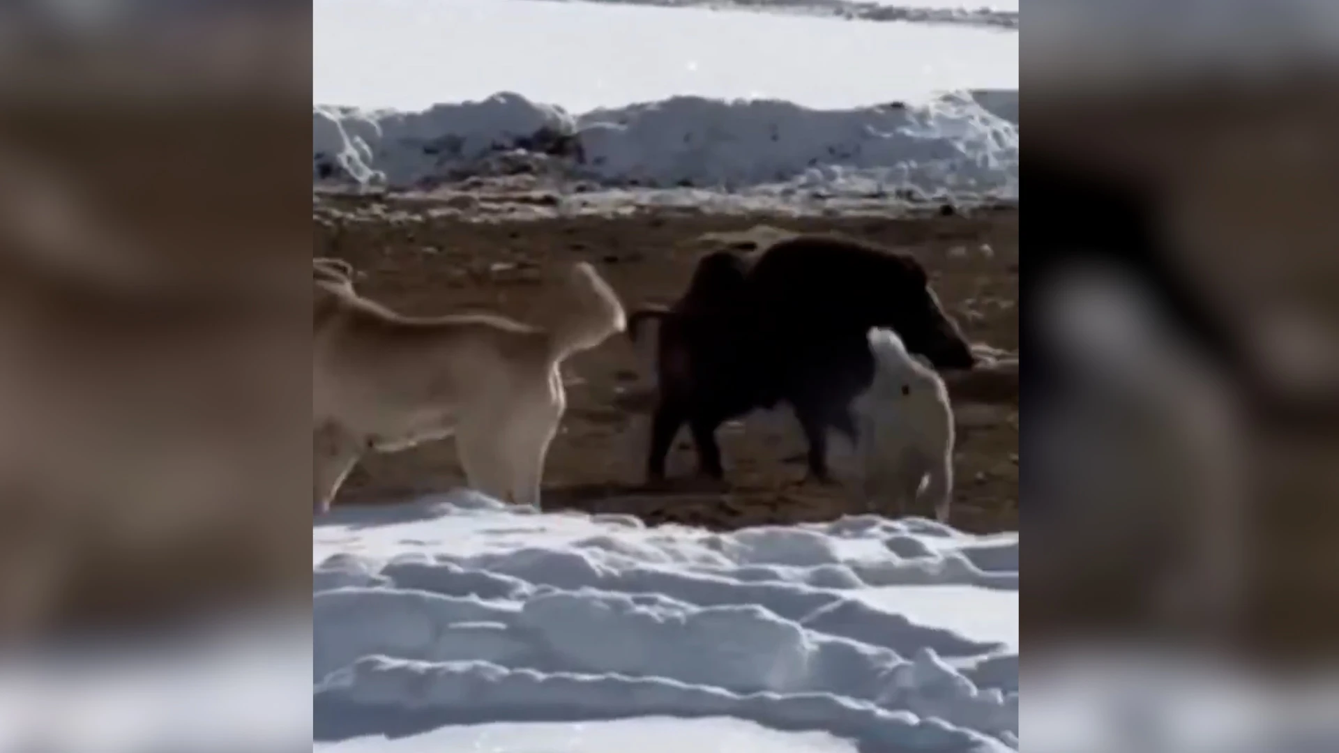 Ordu'da şaşkına çeviren görüntü! Kangal sürüsüne tek başına kafa tutan domuz şoke etti