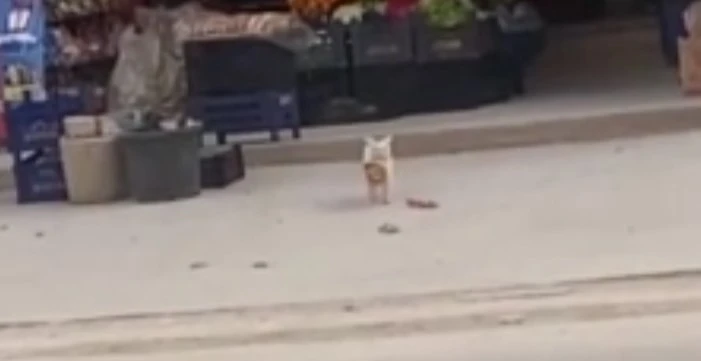 Çaktırmadan geldi, simidi alıp kayıplara karıştı! Her gün aynı şeyi yapıyor: Yaramaz kedi kamerada