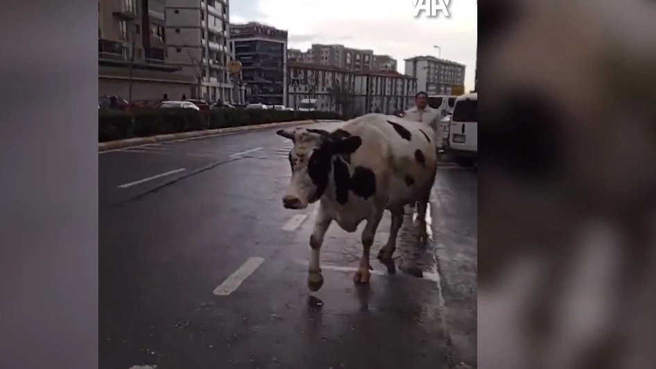 Esenyurt'ta başıboş inek caddeyi birbirine kattı