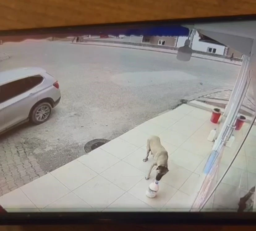 Anne köpekten duygulandıran hareket! Her gün süt bidonu kayboluyordu
