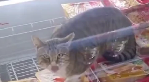 Kalite kontrol kedi! Marketteki dolaba girip afiyetle yedi