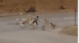 Başıboş köpek dehşeti! Parçalanmamak için direndi
