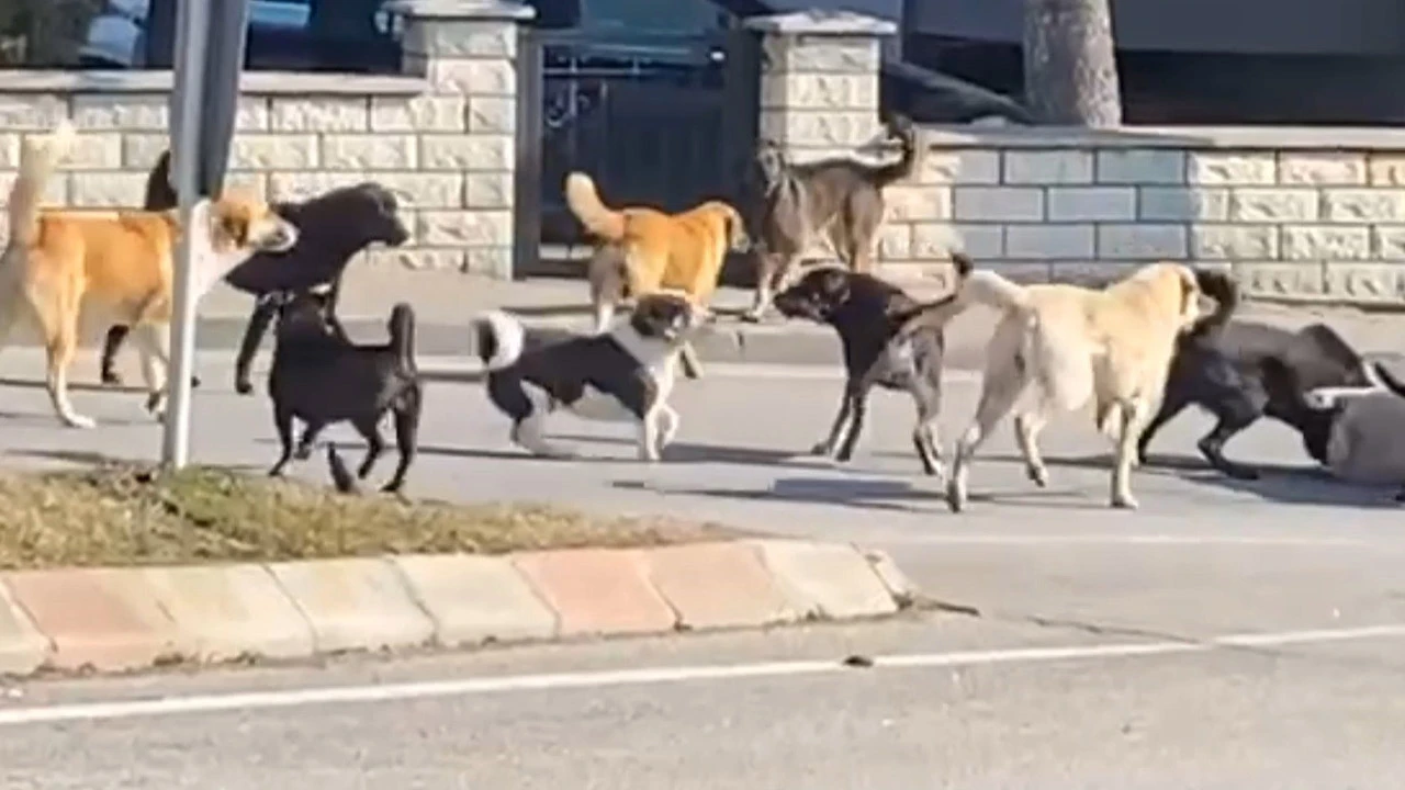 Korku dolu gözlerle izlediler! 15 köpek birbirine böyle saldırdı