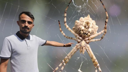 Loplu örümcek Aksaray'ı sarstı: İşte tehlikeli misafir! - Aktüel