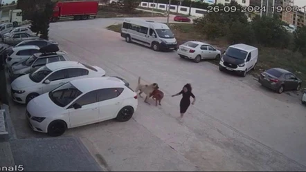 Başıboş köpekler yine dehşet saçtı! Çaresiz kadın kendini böyle siper etti - Gündem