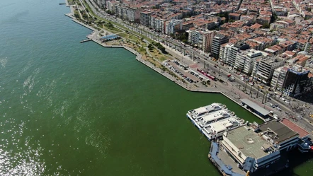 İzmir Körfezi'nde binlerce ölü balık yine kıyıya vurdu - Gündem