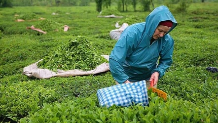 ÇAYKUR yaş çay bedeli ödemelerine başladı! - Ekonomi