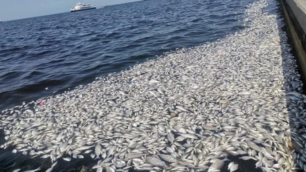 İzmirliler körfezdeki koku sorunu için çözüm bekliyor! Esnaf perişan oldu - Gündem