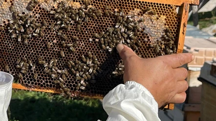 Yıllar önce keşfedildi şimdi değerini katladı! Köylü siparişlere yetişemiyor - Ekonomi