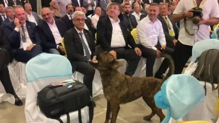 Başıboş sokak köpeği sorunu devam ediyor! Bu kez yer Antalya: Fuara daldı - Gündem