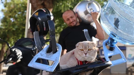 Motosiklet tutkunu tüpçü kedi! 'Al Capone' kentin maskotu oldu - Aktüel