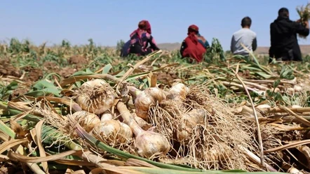 Sarımsakta insan dışkısı iddiası! Türkiye'de üretilenlere talep yağıyor: Rusya ve Almanya sıraya girdi - Gündem