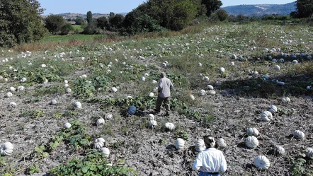 Bundan 25 yıl önce denemek için ekildi şimdi 40 şehre satılıyor - Ekonomi