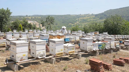 TİGEM arı kovanı ihalesinin yapılacağı tarih belli oldu - Aktüel