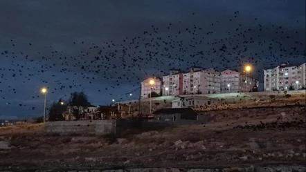 Van semalarını kargalar kapladı: Adeta siyaha bürüdü! - Gündem