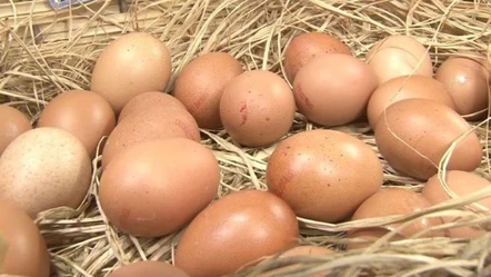 Kinder ürünleri, kavun, et derken bu kez yumurtalar toplatıldı! Salmonella bakterisi yeniden patlak verdi - Dünya