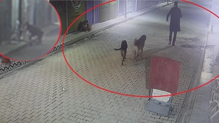 Böyle vicdansızlık görülmedi! Kedileri köpeklere parçalattı - Gündem