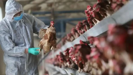 Bakanlıktan korkutan açıklama! Konya'da kuş gribi salgını paniği geri - Gündem