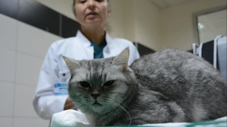 Sürekli hapşıran kedi sağlığına kavuştu - Sağlık