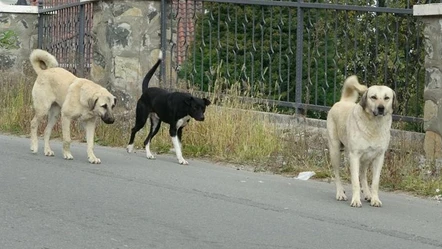 Ordu'da başıboş sokak köpeği dehşeti! İsyan edip, yetkililere çağrıda bulundu - Gündem