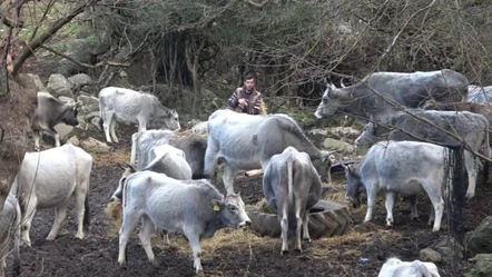 Bursa'da soyları 750 yıla dayanan safkan hayvanları kurşuna dizdiler!  - Gündem