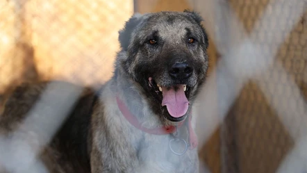 Kangal köpekleri alarm veriyor: Küresel ısınma karakterlerini değiştirdi - Yaşam