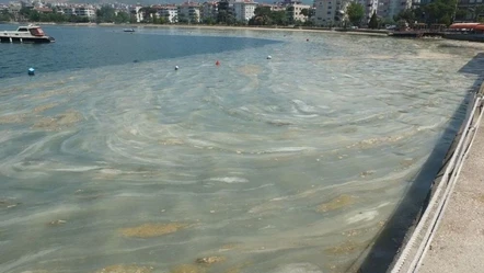 Deniz salyası müsilaj nedir neden oluşur? Marmara Denizi'nde yeniden müsilaj kâbusu - Aktüel