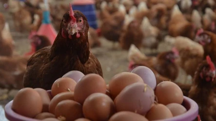 Kahverengi yumurta raflardan siliniyor! Tarih verildi, artık satılmayacak - Ekonomi