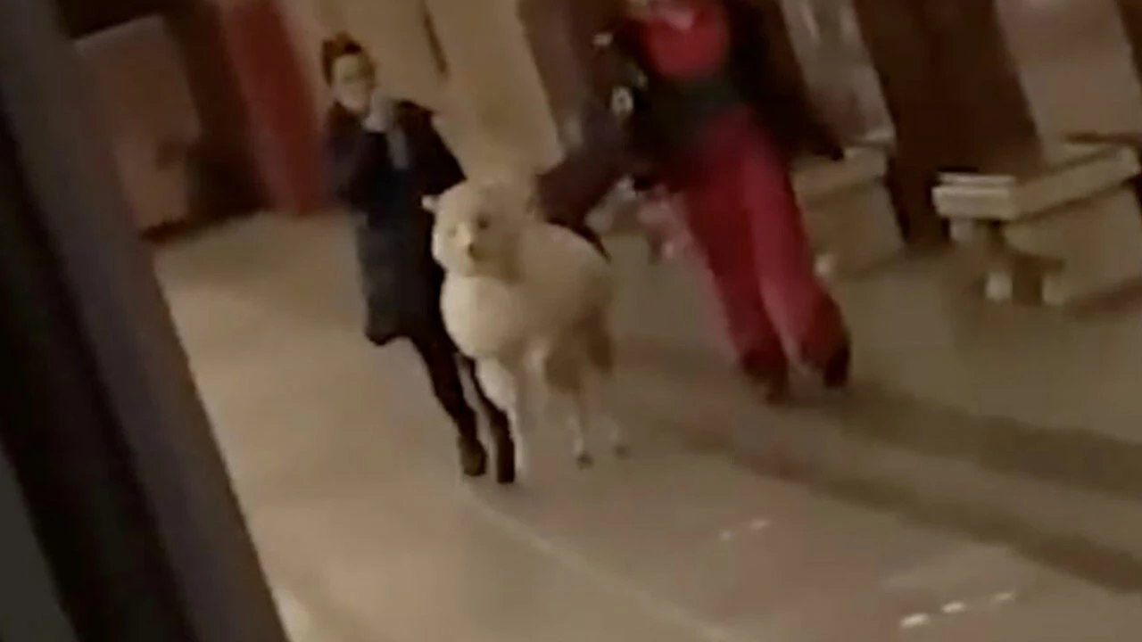 Moskova metrosunda alpaka ile yolculuk