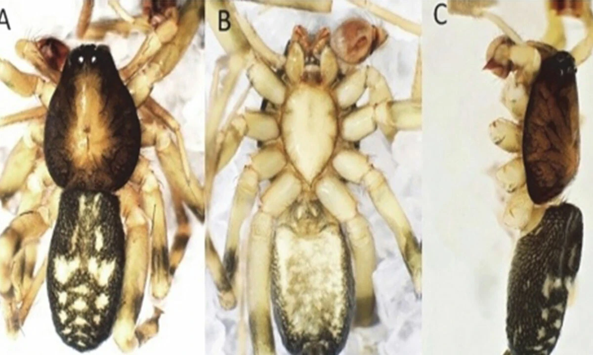 Kahramanmaraş'ta yeni bir örümcek türü keşfedildi