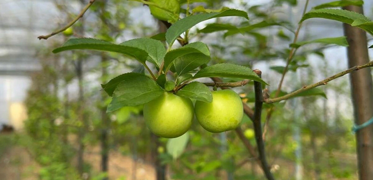 Kış ortasında Bursa'da erik hasadı