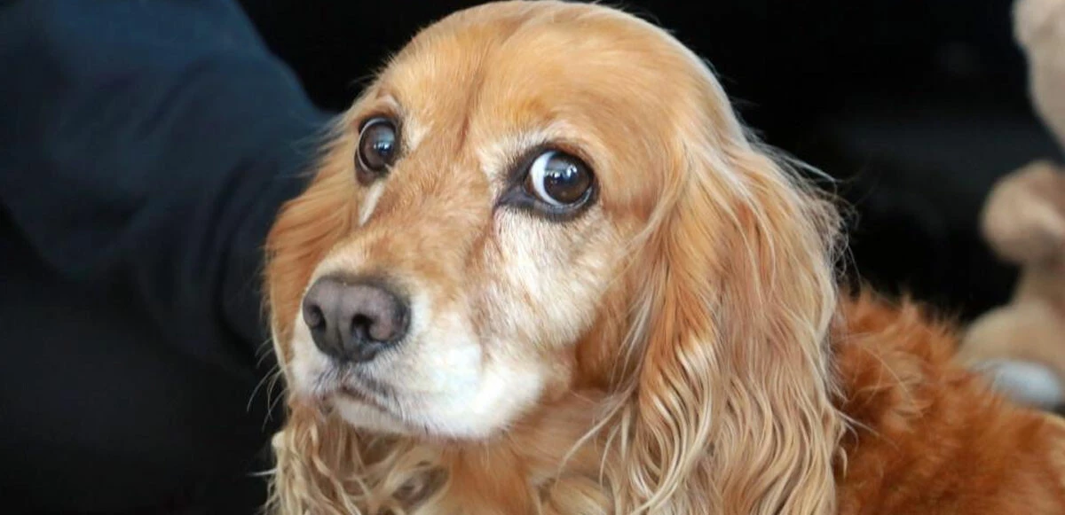 Antalya'da yasaklı ırk dehşeti! Sokak köpeği genç kadın ve köpeğine saldırdı