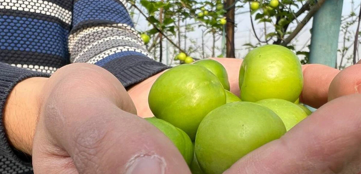 Kış ortasında Bursa'da erik hasadı