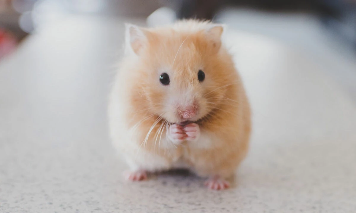 Hamsterlardan insanlara delta varyantının farklı bir türü bulaştı