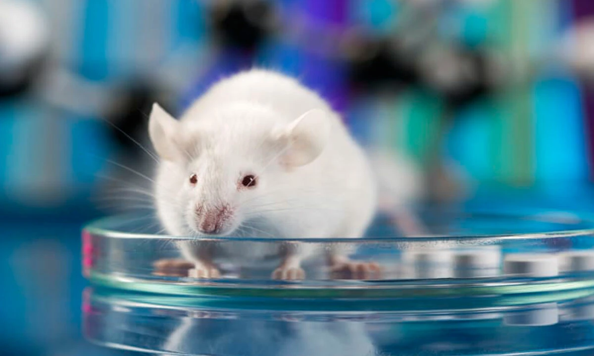 Hamsterlardan insanlara delta varyantının farklı bir türü bulaştı