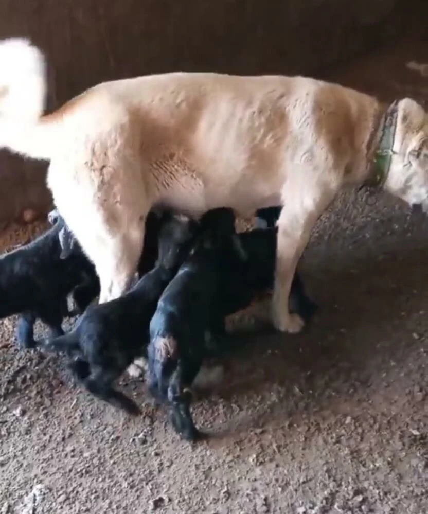 Yürekleri ısıtan görüntü: Çoban köpeğinden keçilere süt annelik