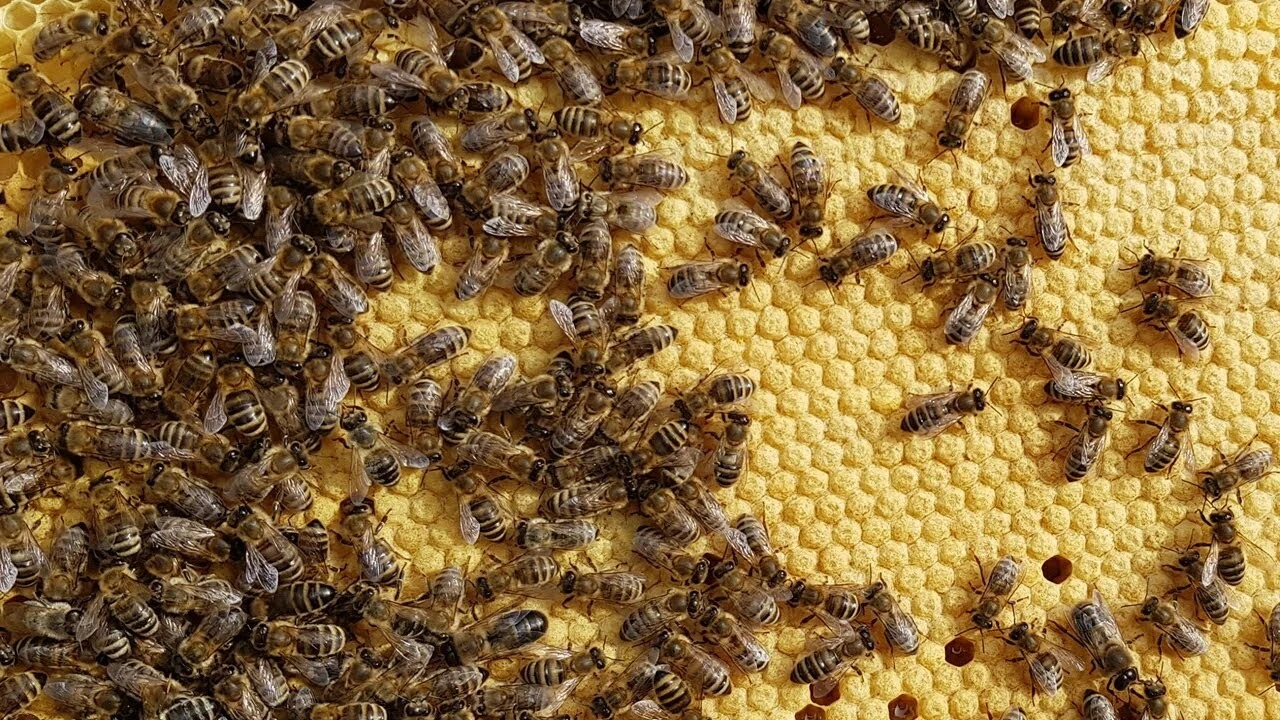 60 bin arıyı çaldılar! Arı hırsızlığı gittikçe yayılıyor