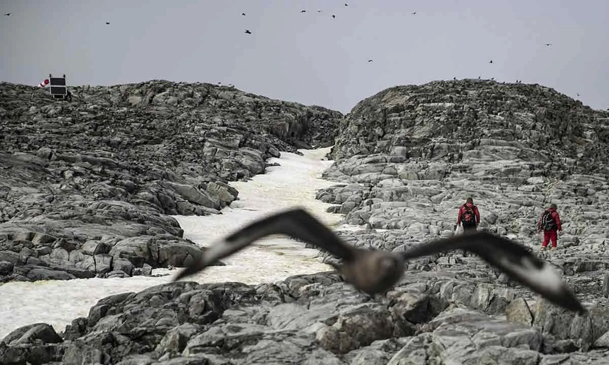 Bilim heyeti Antarktika'ya ulaştı: İlk işleri Türk bayrağını göndere çekmek oldu