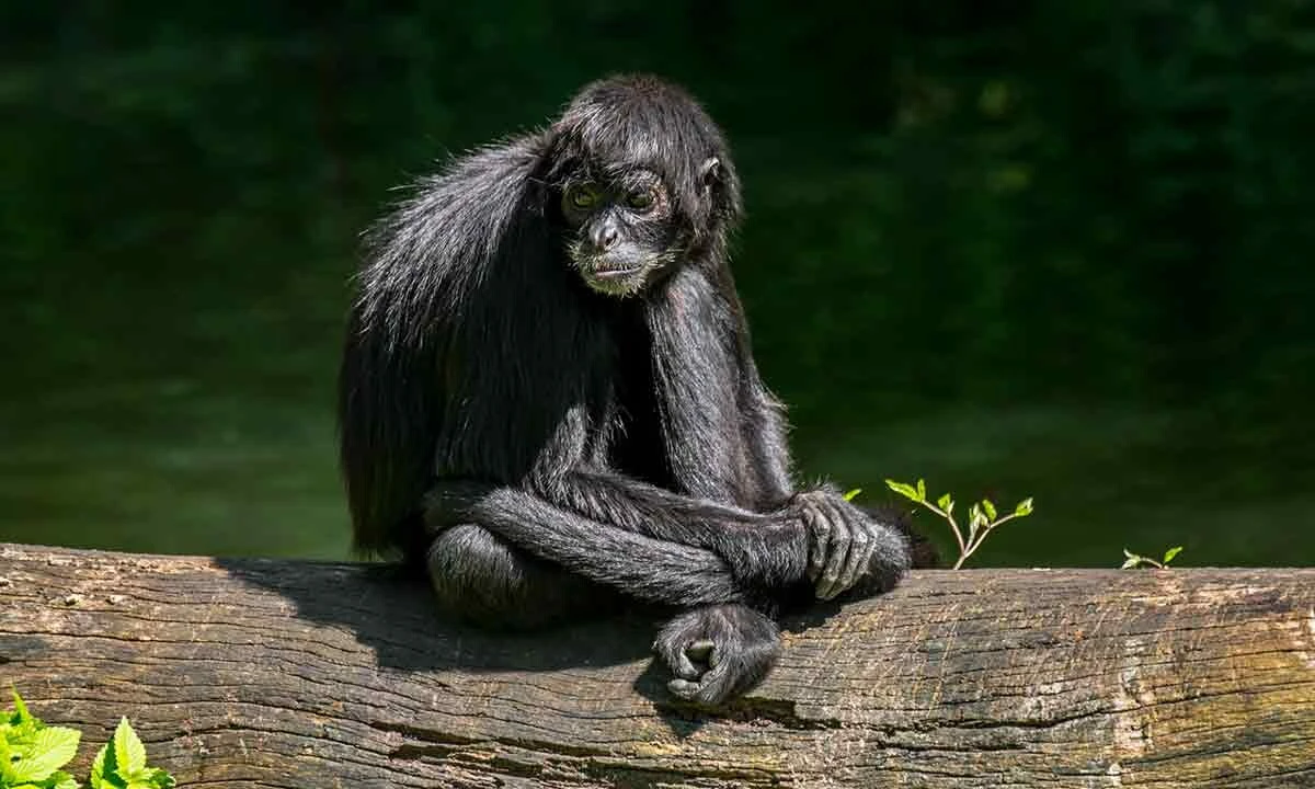 Bilim insanları genetik kodları depoluyor: Bin yıl sonra üremeye geçecek