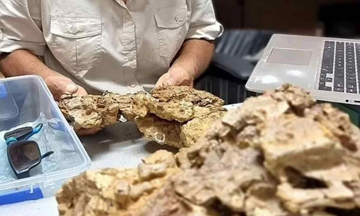 95 milyon yıllık timsahın midesinde dinozor kalıntıları bulundu