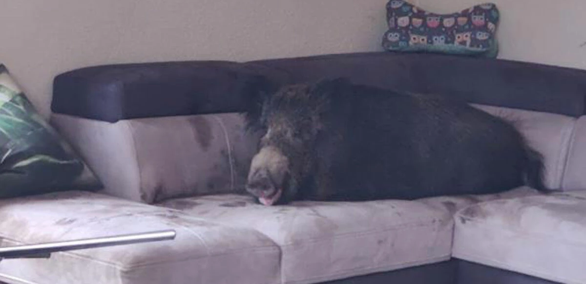 Evine girdiğinde gördüğü manzara karşısında şaştı kaldı